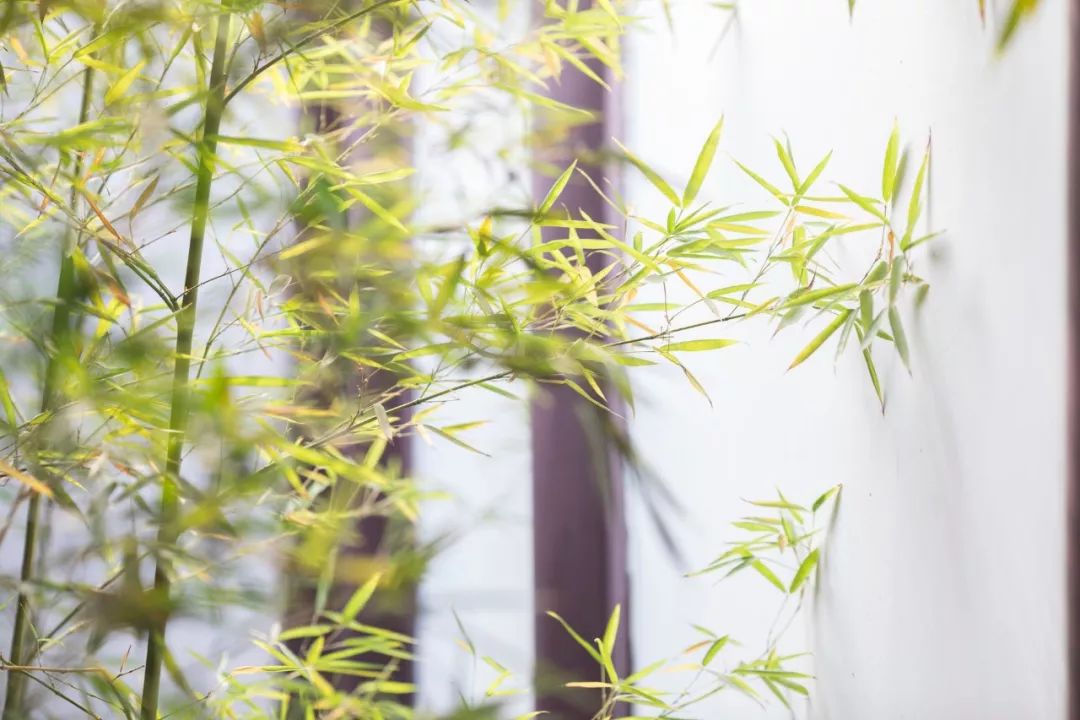“竹”诗词：一竿修竹，数点芭蕉，伴你良宵-第1张图片-非凡网