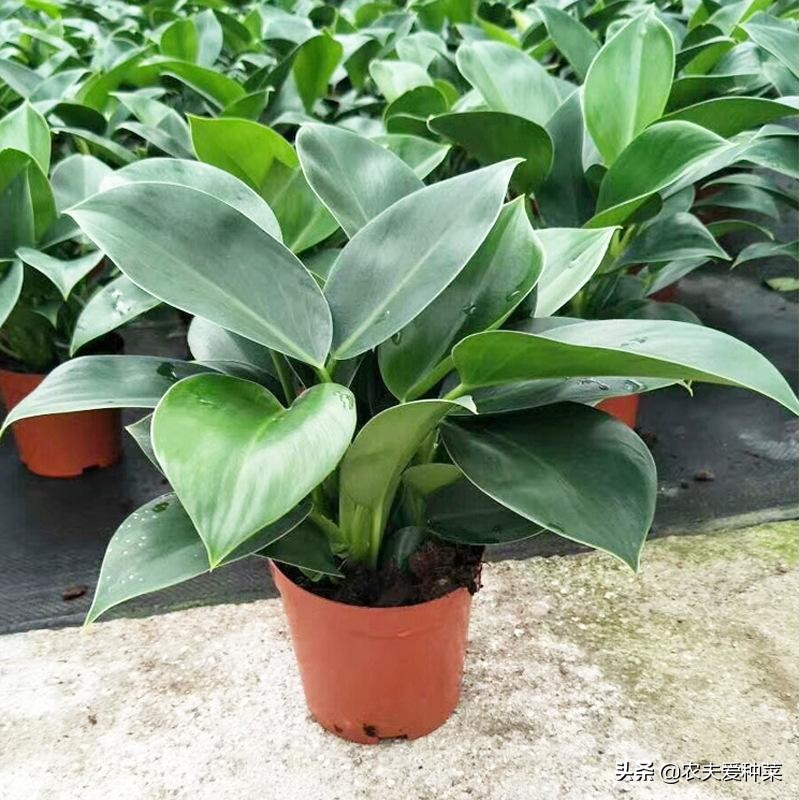 1種 耐陰 花卉 葉形別緻 株形優美 四季可賞 好看又好養 農夫愛種菜 Mdeditor