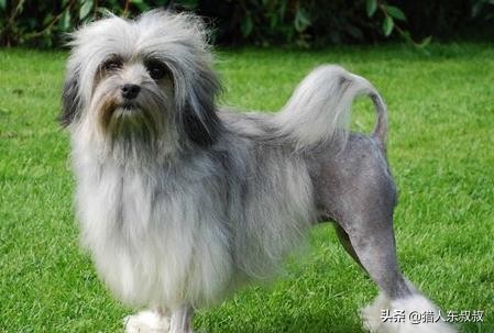 世界十大最名贵狗狗，有你喜欢的吗？