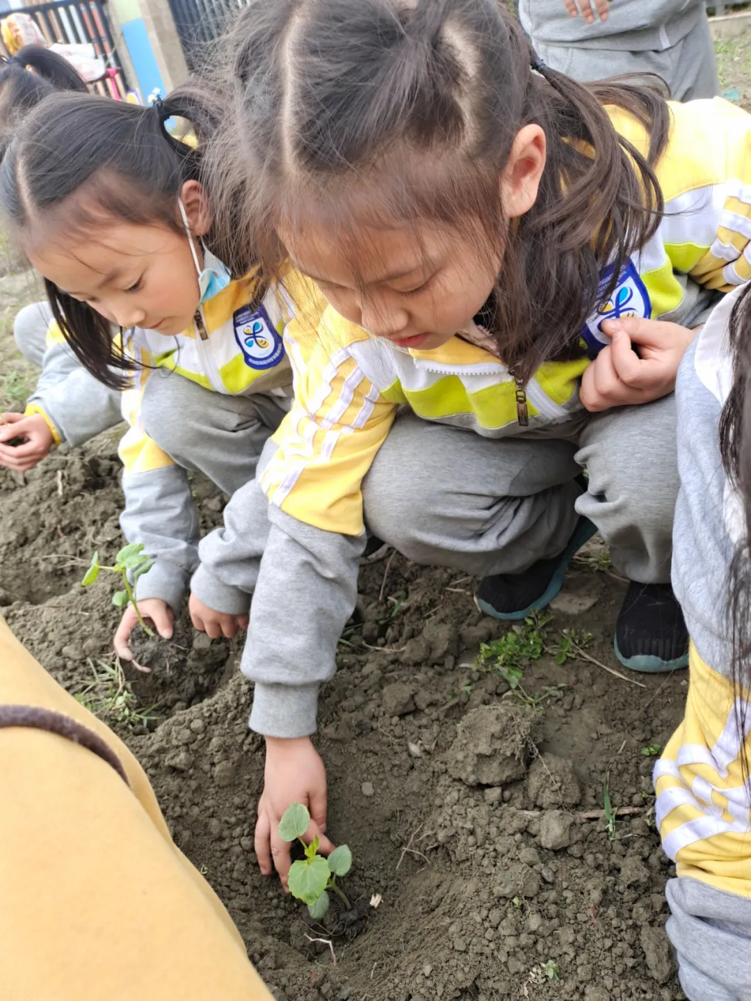 双流区实验小学外国语学校丨最美人间四月天 幸福农场齐生长