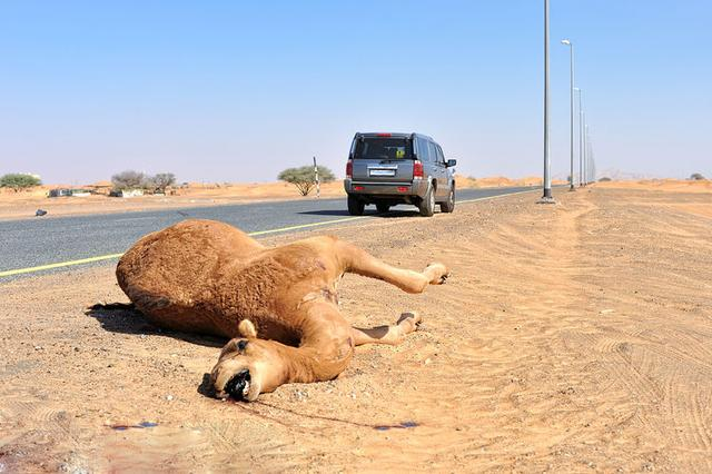 “謝大腳”車禍原因：車撞上兩頭駱駝，開車時遇到動物如何躲避？