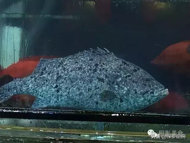 史上最全的顶级“海鱼”海鲜大全,全吃过的你人生就到达了巅峰!