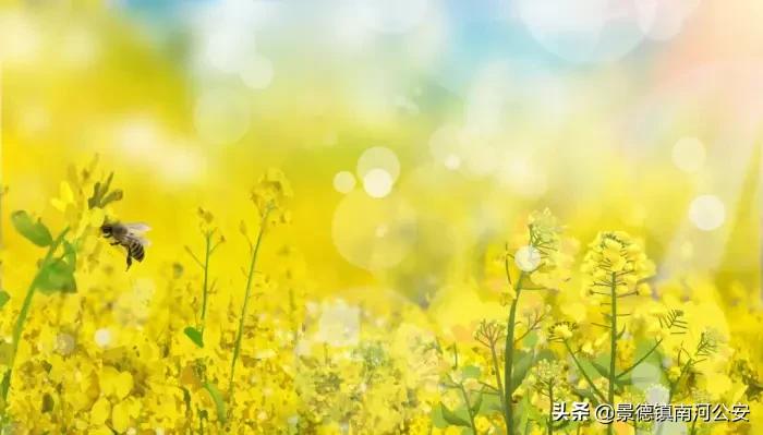 春日古诗词：花已初开，愿君常在-第2张图片-非凡网