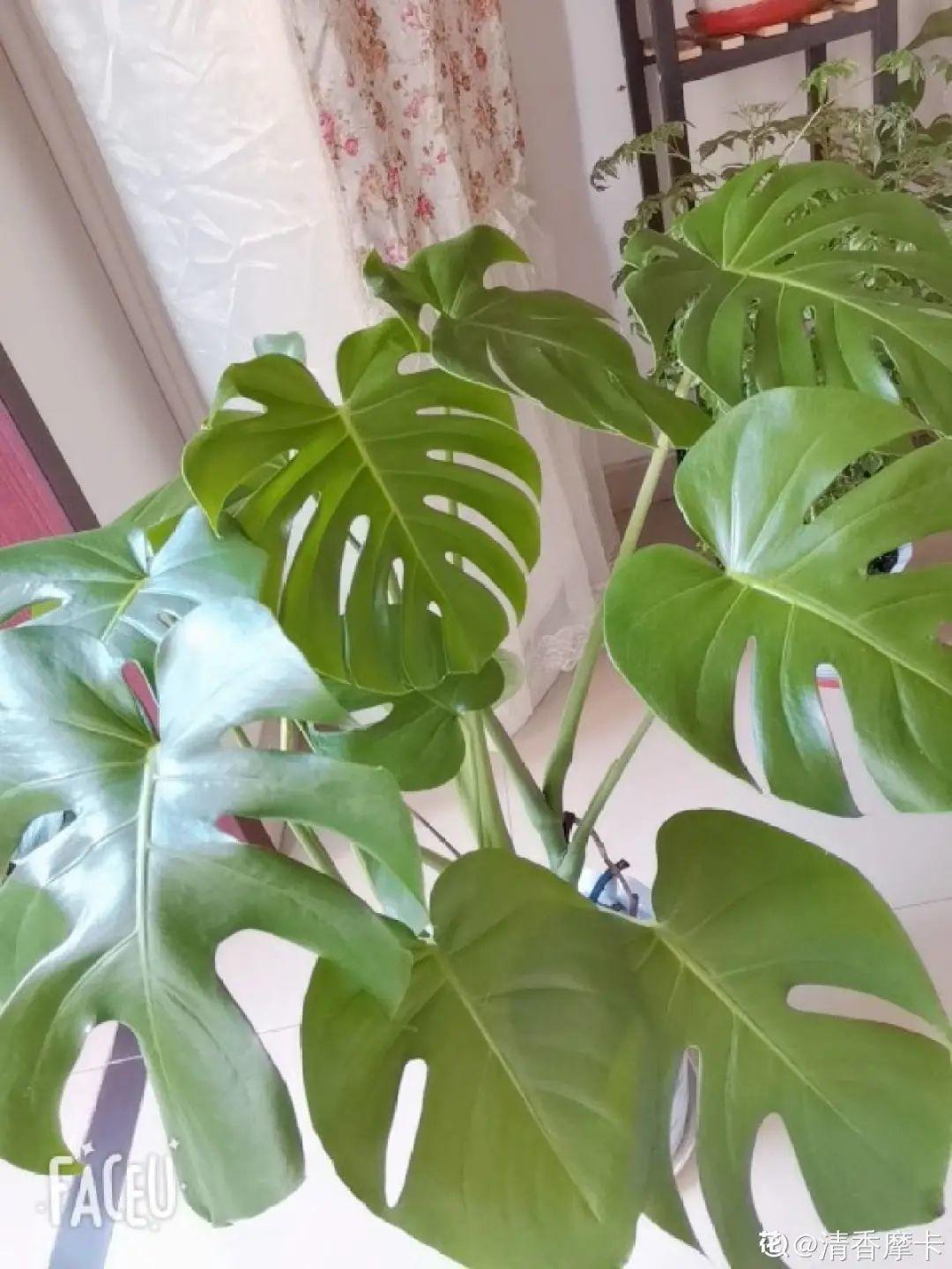 春天不能晒的花，越晒越丑，放阴凉地儿，反倒