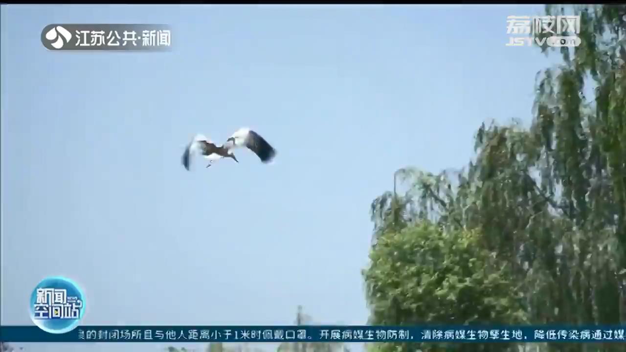 放飞自然！受伤东方白鹳扬州痊愈