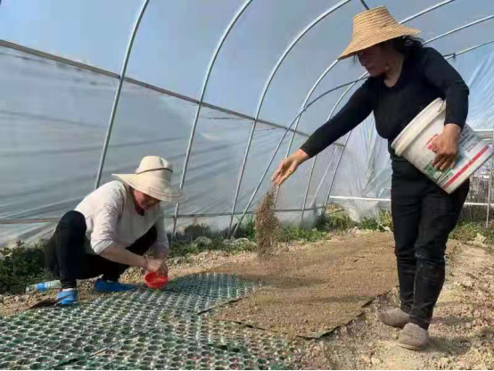 湖北省崇阳县：不负春光育种忙 农技服务到田头