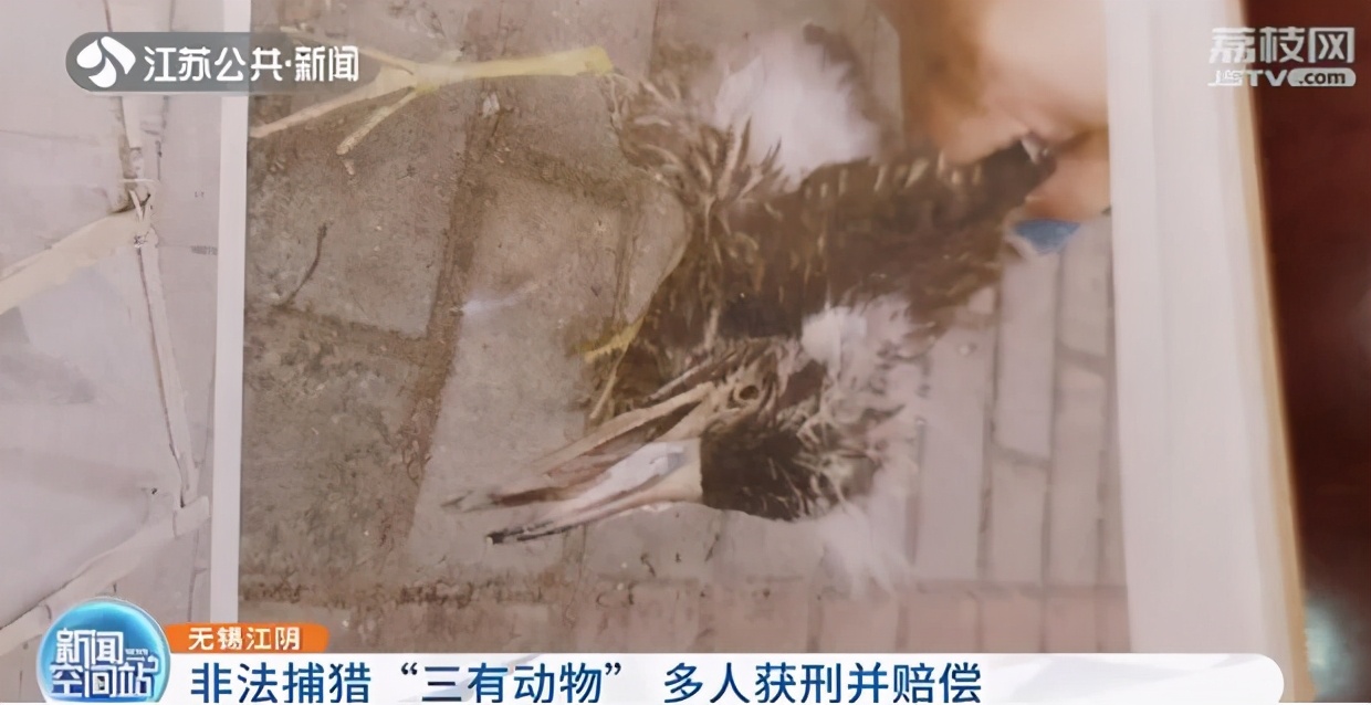 非法狩猎1000余只夜鹭鸟卖给各大酒楼 多名被告被判刑