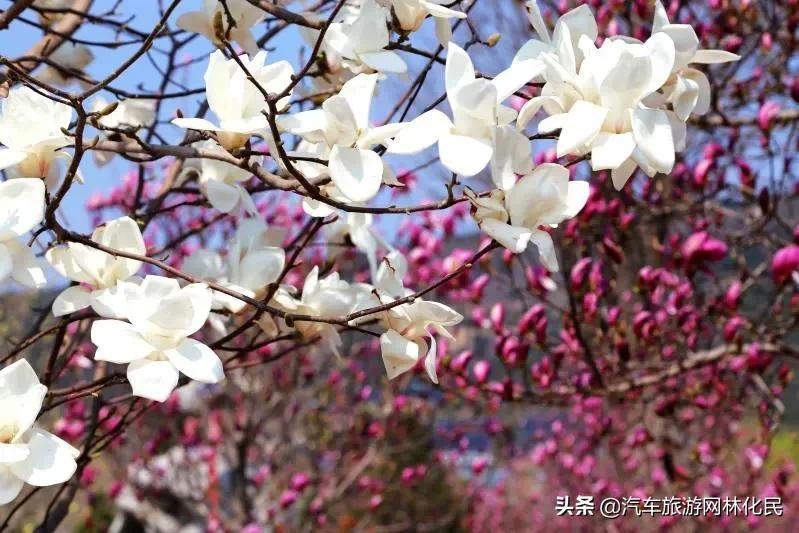 沂蒙马泉休闲园万亩樱桃花开,门票免费送啦