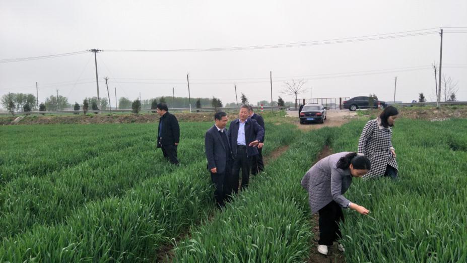 临沂市农业农村局到郯城县、兰陵县指导小麦条锈病监测防控工作