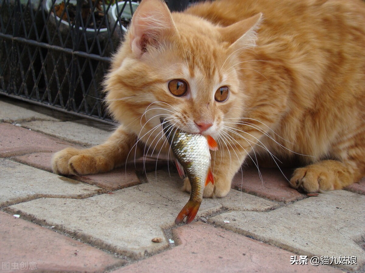 do cats like fish