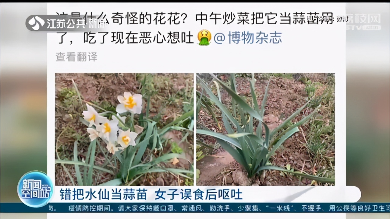 把水仙当蒜苗 女子误食后恶心、呕吐