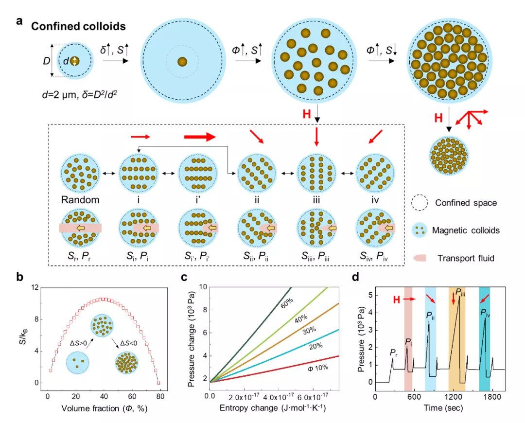 磁性膠體門控：微流控、藥物釋放、化學反應控製都能用