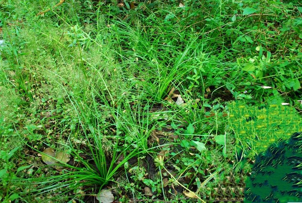 它称为 早春第一鲜 比春韭菜更香更营养 季节性强错过等一年 水墨尚食 Mdeditor