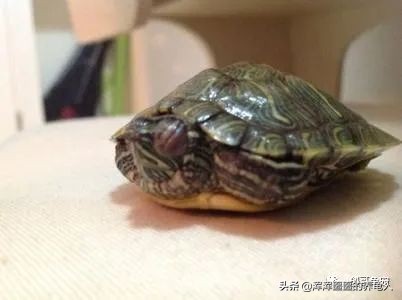 什么是白眼病？乌龟得了白眼病如何治疗？