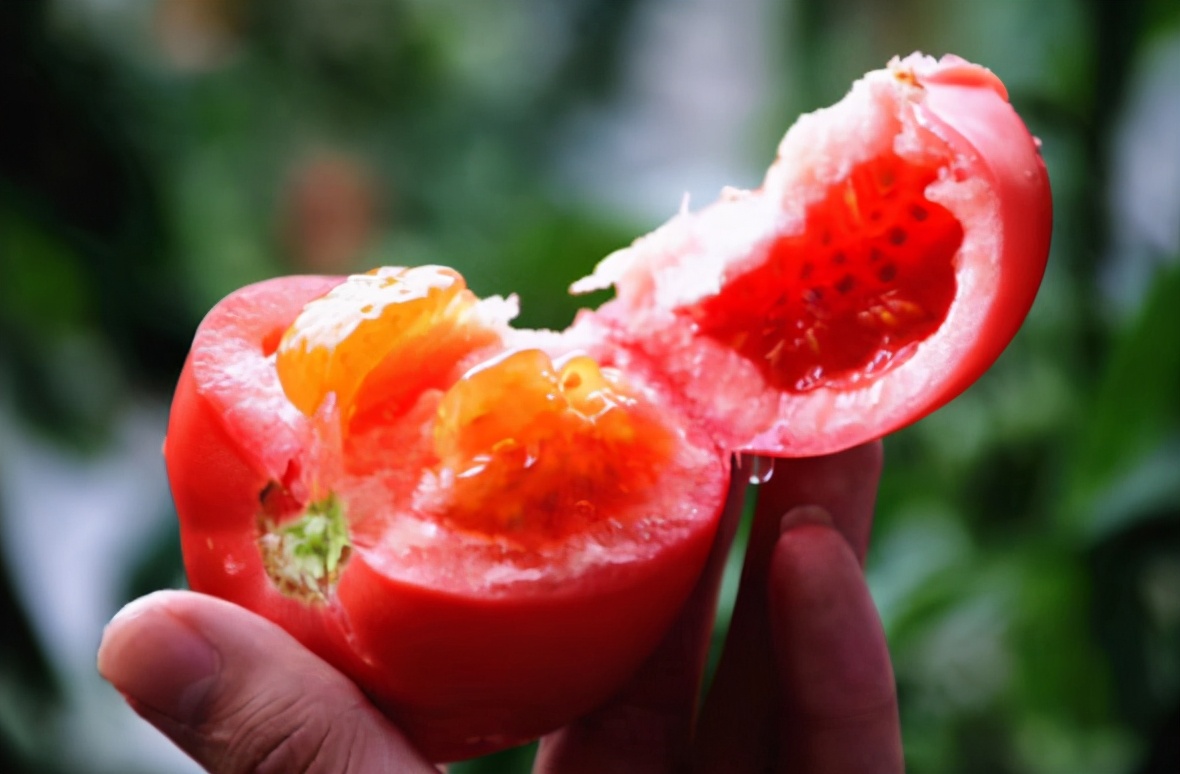 图片[4]-分辨催熟西红柿的小妙招-起舞食谱网
