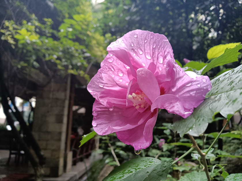 千元级5G手机耐看还有三摄？OPPO A72随拍体验