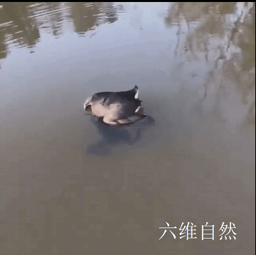 一只游禽身子浮在水面，靠近一看，原来是大牛蛙咬住了骨顶鸡头部