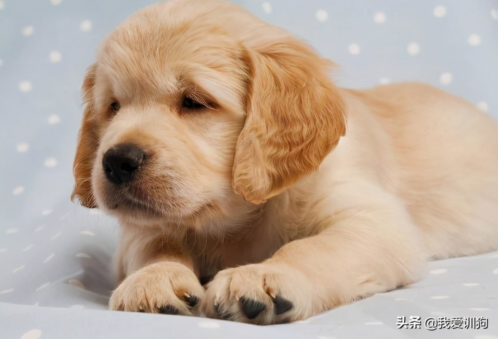 餵養幼犬要注意這六點 我愛訓狗 Mdeditor