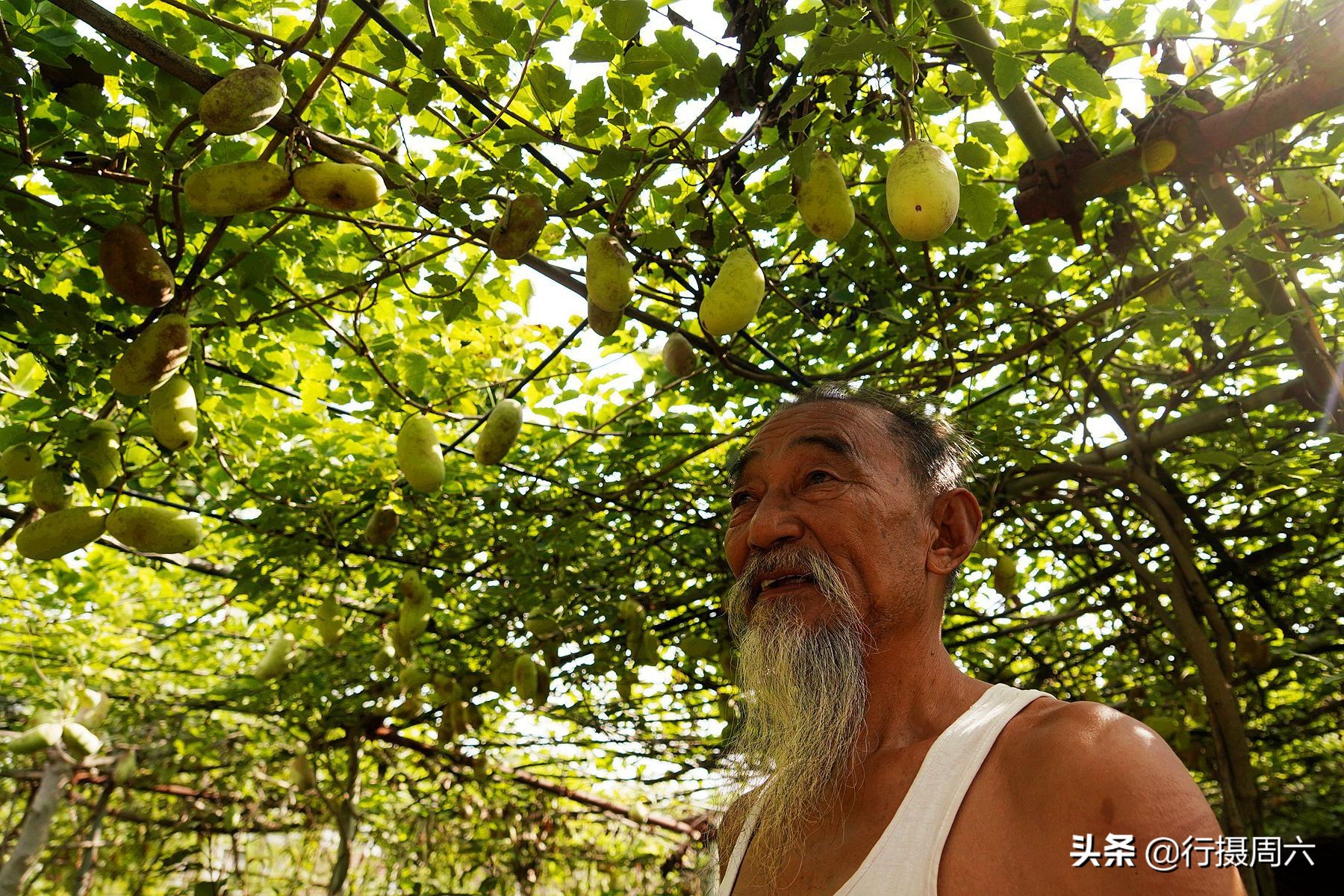7旬老人深山迷路发现稀罕瓜，移植回家3年后果实累累，成抢手货