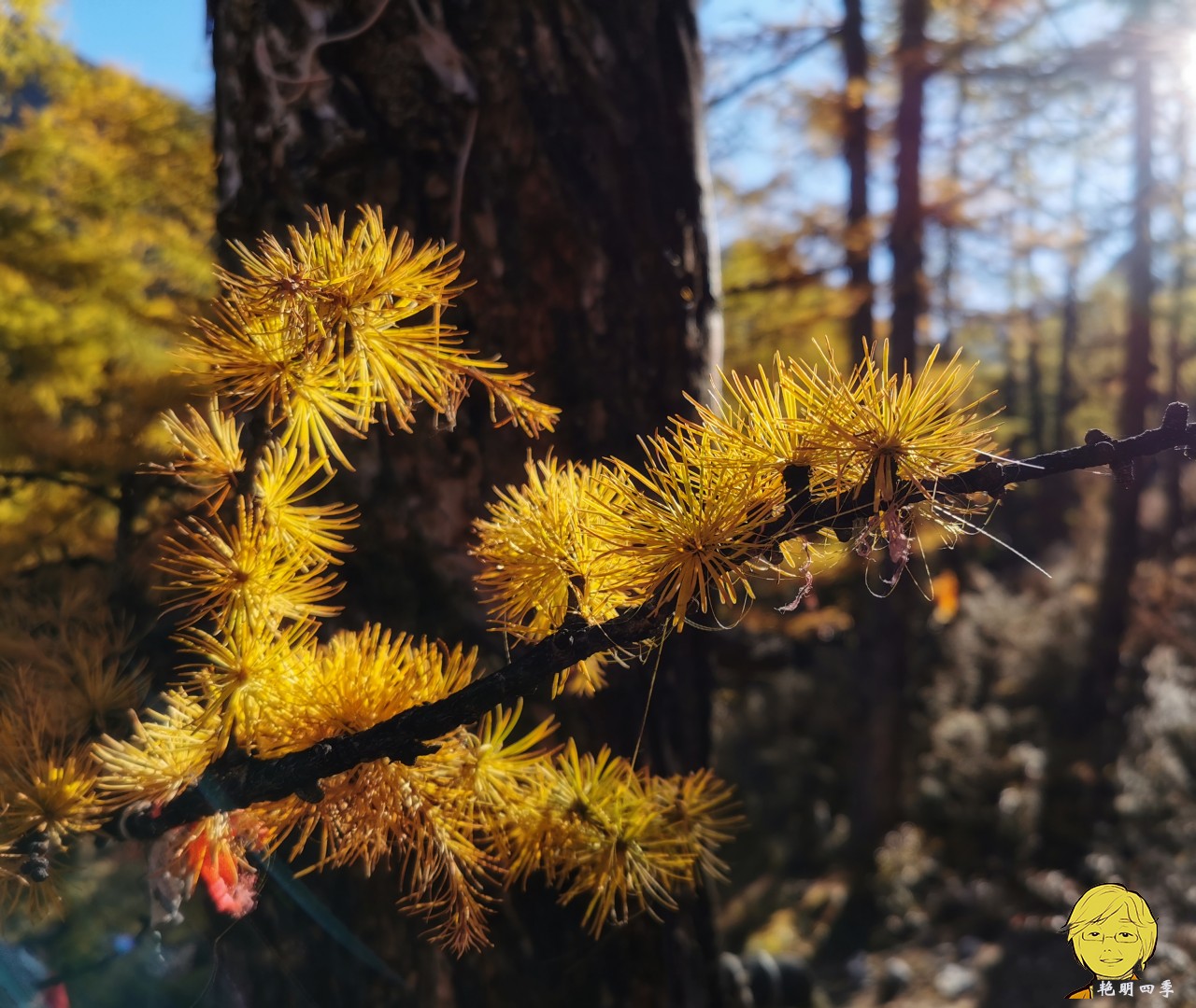 The golden autumn is here again, if you want to go to Aden, Daocheng, you should set off