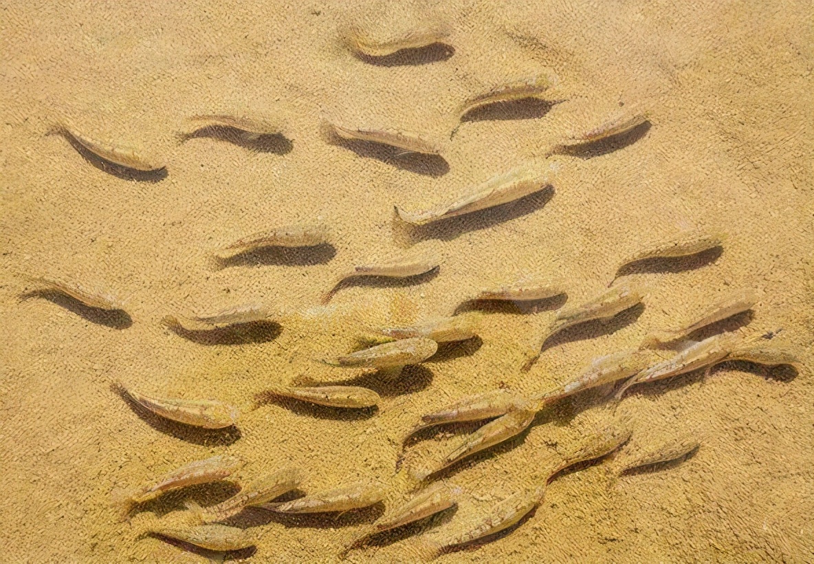 与世隔绝6万年，仅剩38条的沙漠鱼，为什么没有转移至别处？