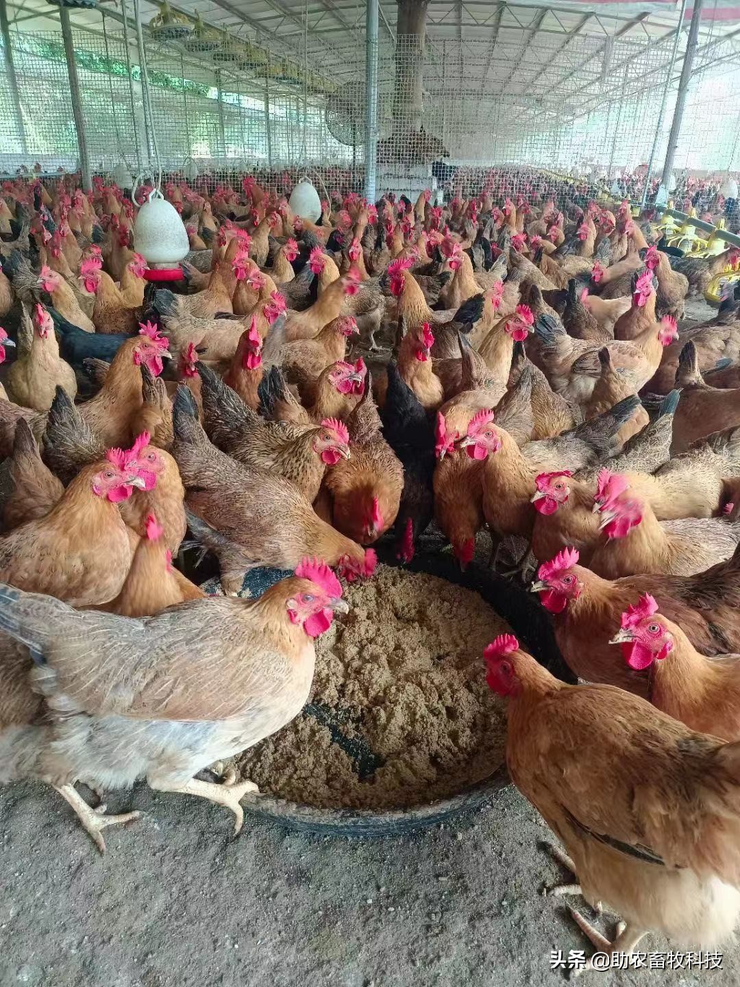 发酵饲料太酸动物不爱吃怎么办？优质发酵饲料的制作技术