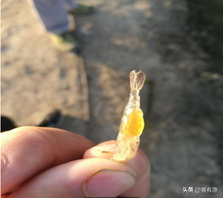 虾户养殖指南：如何提高青虾出苗率 高产只需五步曲