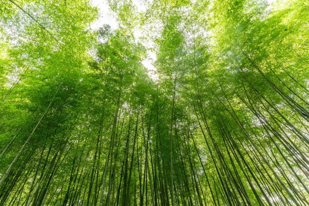 10首夏天的诗，清新又美好-第3张图片-非凡网