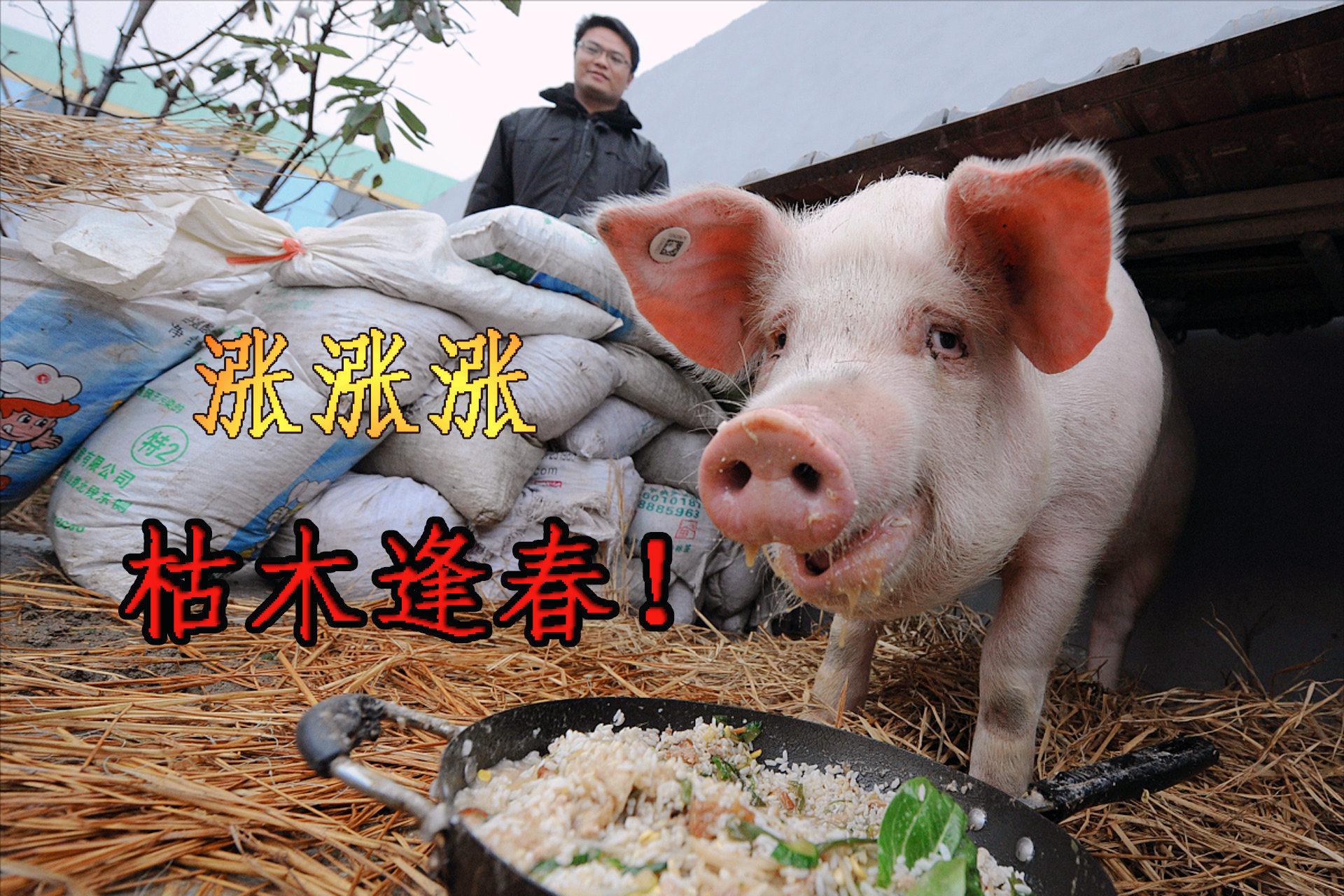 猪价上涨“集结”，28地行情飘红，航天猪再现？猪价要涨多久？