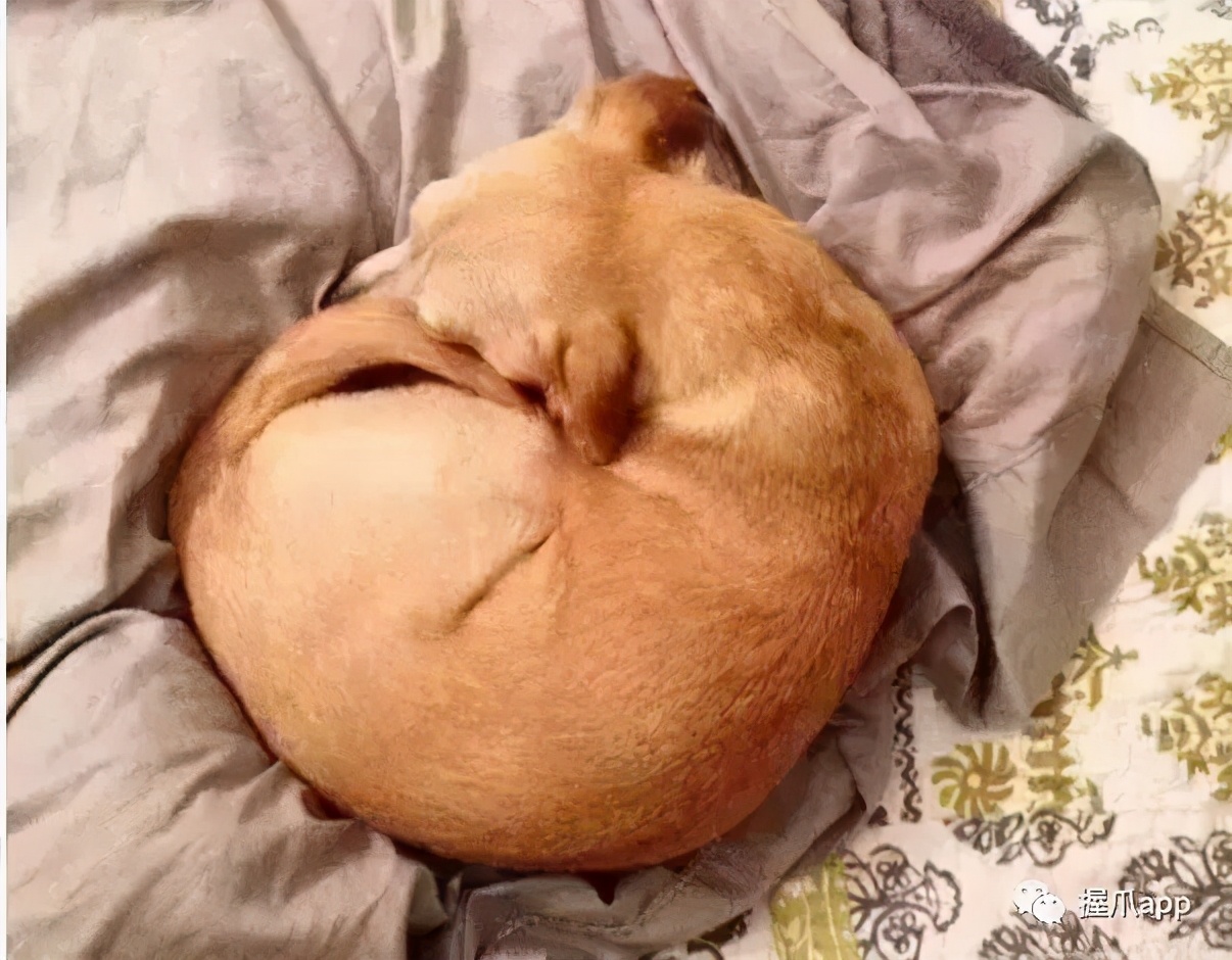 狗狗这样“睡觉”，说明它的心里没有你