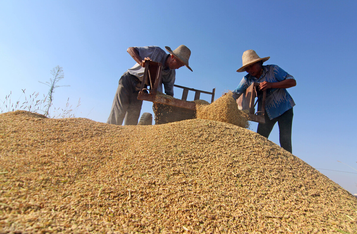 玉米大跌，小麦跟跌，水稻岌岌可危，21年还是粮价“黄金年”吗