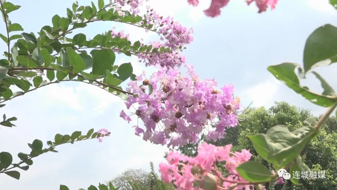 连城：紫薇进入盛花期 花期将持续至9月