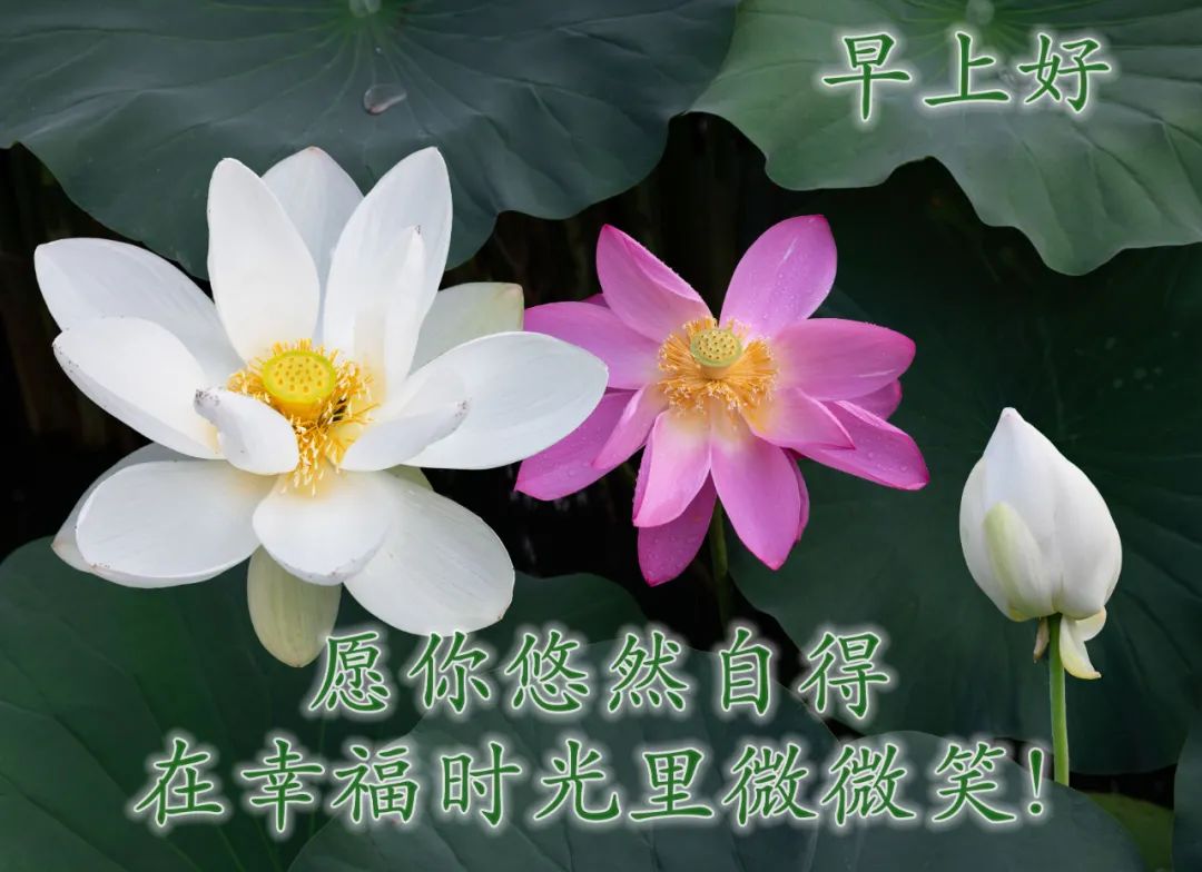 新款早安带字图片，最好看的带花早上好祝福图片图片
