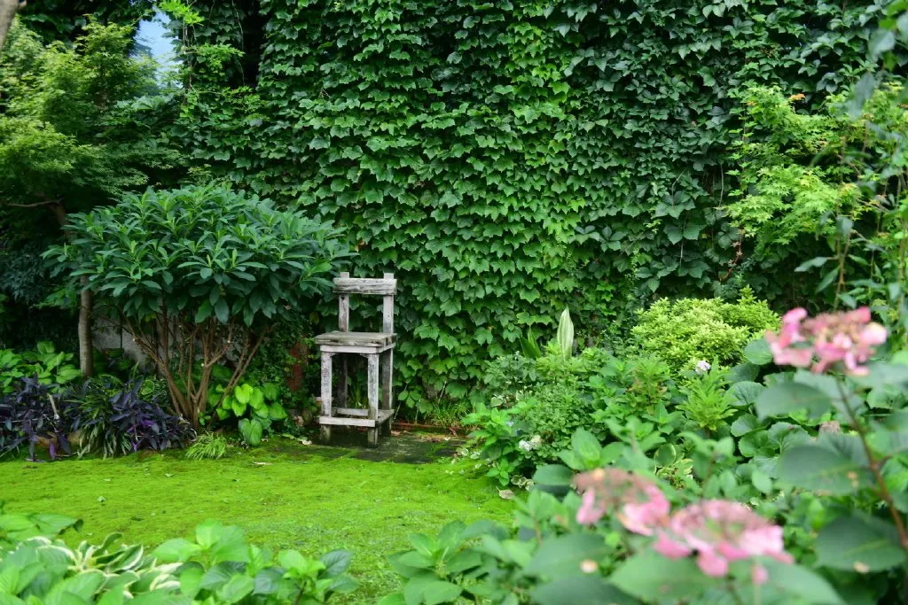 舍非园艺：盛夏三伏，庭院绿化小技巧营造出满满轻松感