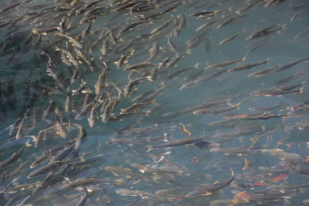 青海湖的“惩罚”：3年吃掉7.5万吨，湟鱼陷入危机？