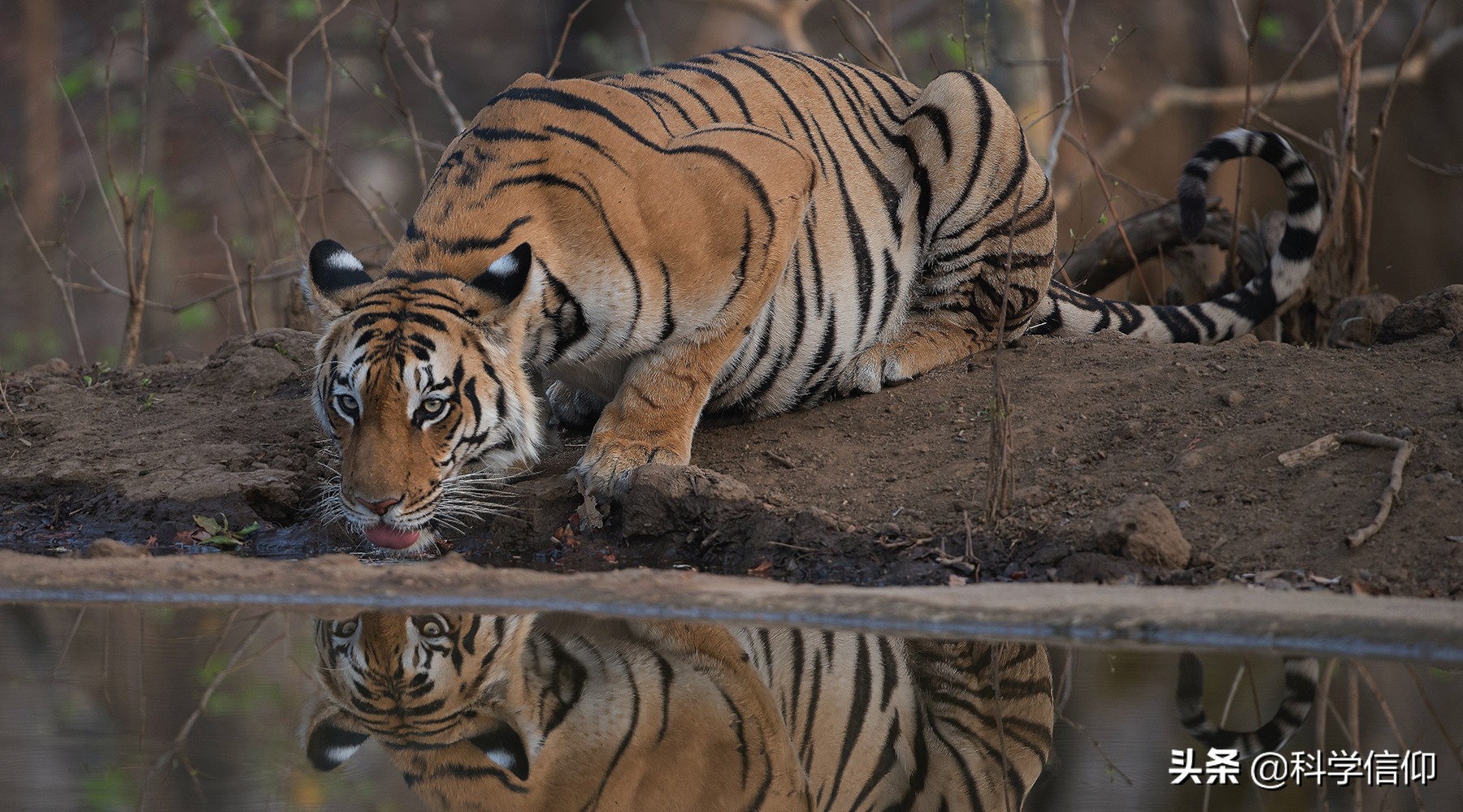 人類活動會加速動物滅絕嗎？有哪些動物在中國滅絕，又為何滅絕？