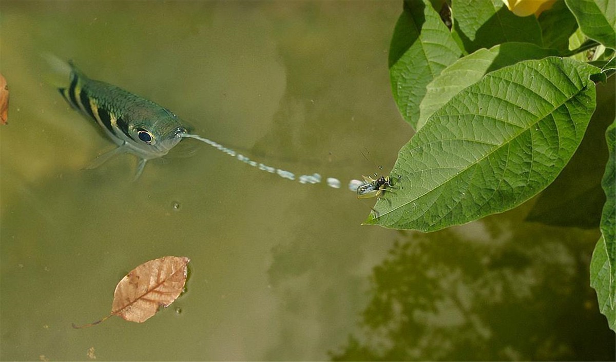 魚中“狙擊手”：0.04秒完成射擊幾乎百發(fā)百中，而且智商還不低