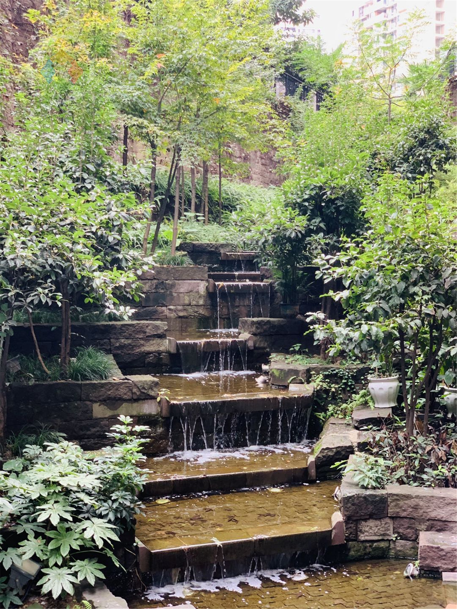 揭示餐桌文化，重庆人吃饭点的第一道菜是什么？口水鸡当之无愧