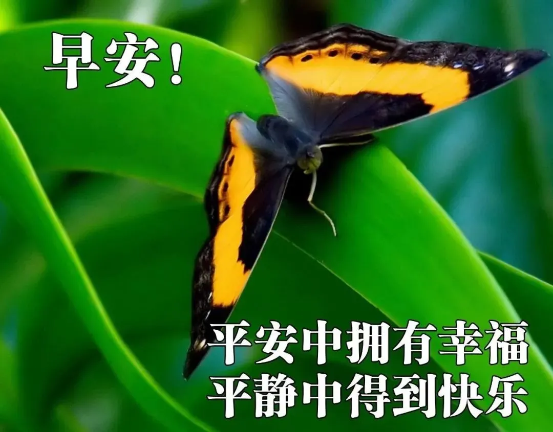 早上好祝福语优美句子图片 唯美早上好动态表情包图片