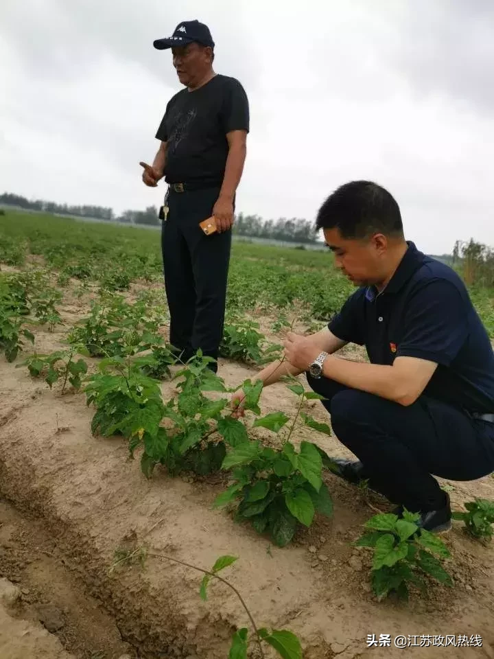 调查：滨海白首乌种植面积锐减八成，有国字头商标却打不开市场