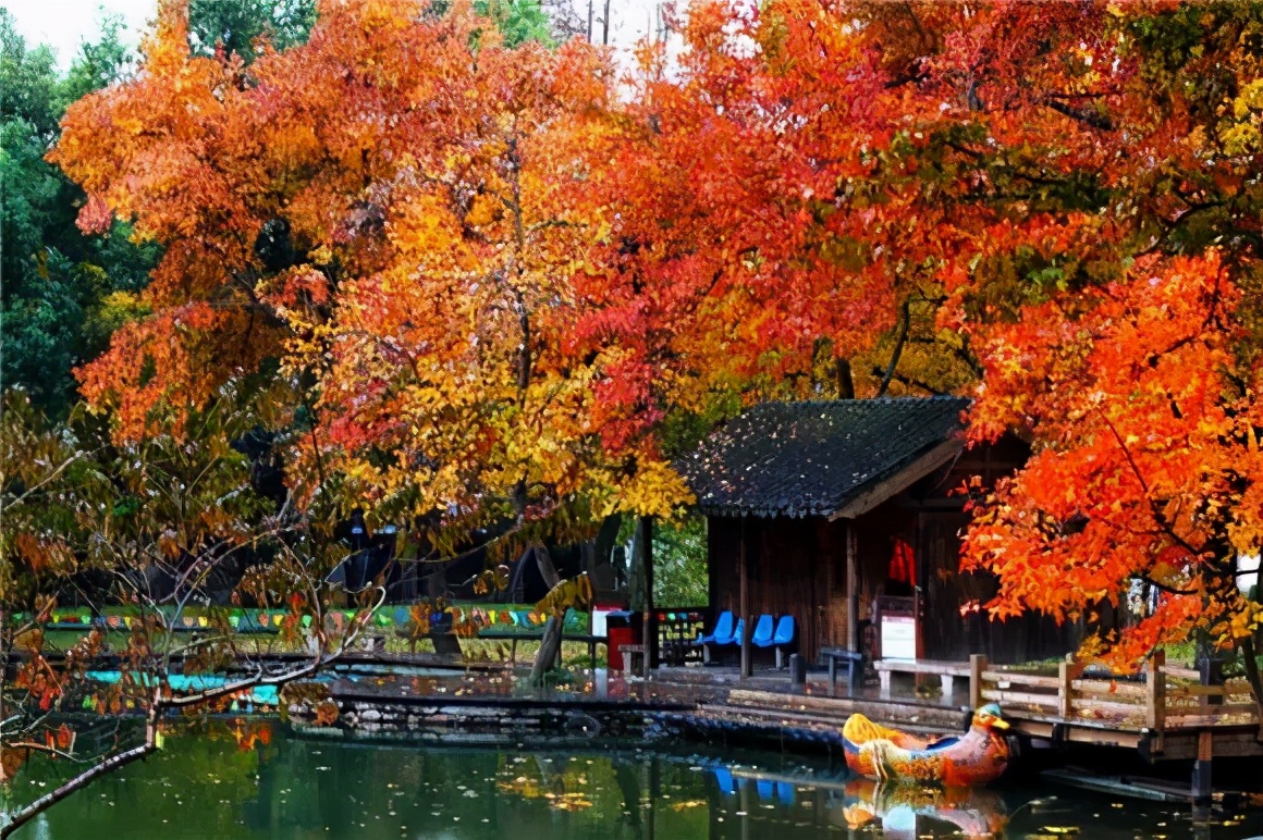 Missing these 14 maple viewing areas in November is equivalent to missing the entire autumn
