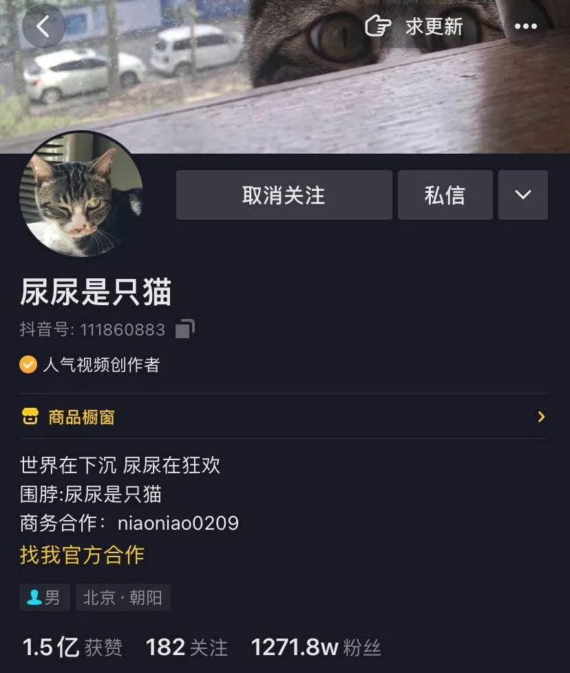 千万粉网红猫“尿尿”是如何养成的？我们和尿爸聊了聊背后的故事