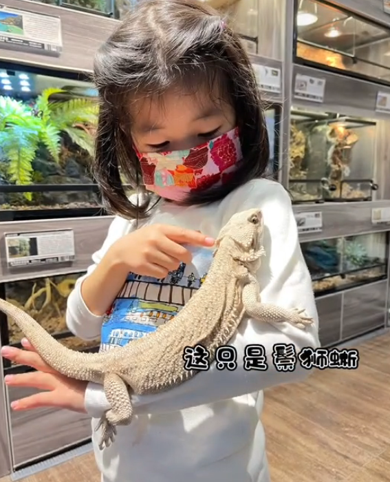 服！ 章子怡5歲女兒接觸冷血動物，醒醒徒手抓蛇摸蜥蜴超淡定