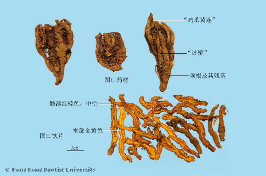 常见中药传统鉴别术语（一）