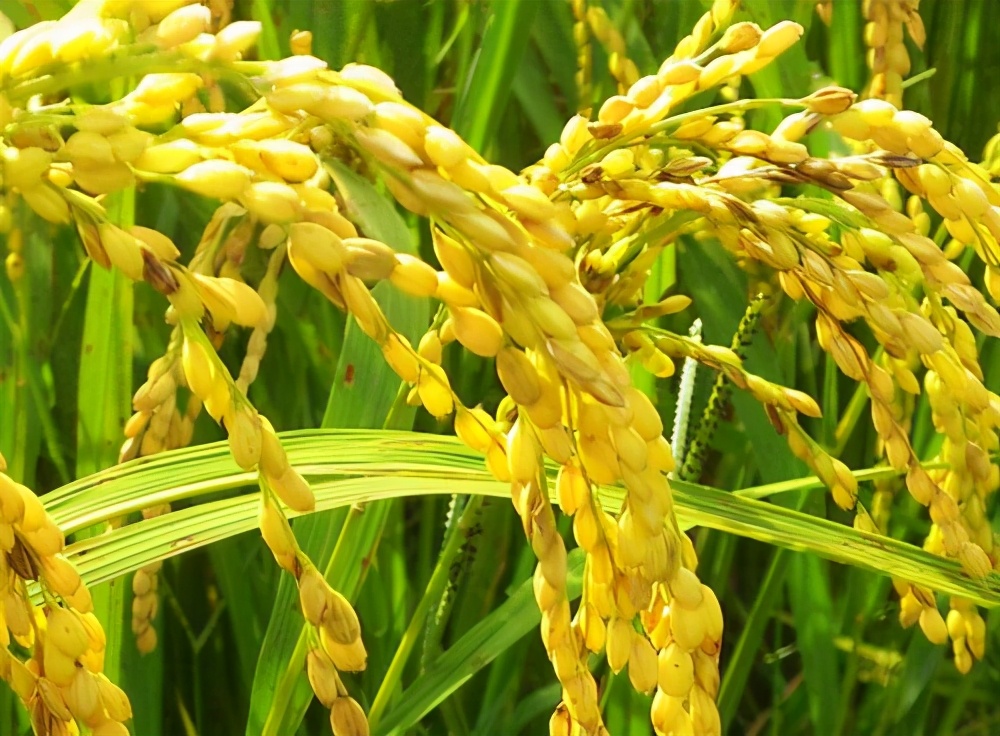 玉米风头已过？水稻价格却“暴涨”是啥原因？附：各地稻谷收购价