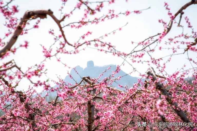 万亩桃花含苞待放，岱崮地貌等你来约