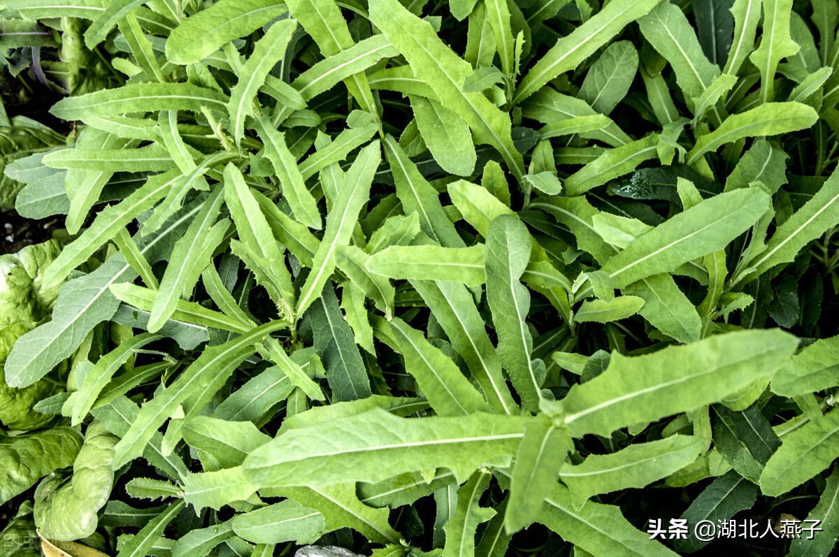 春天挖野菜,送你70种野菜图片大全,教你认识不同的野菜和吃法