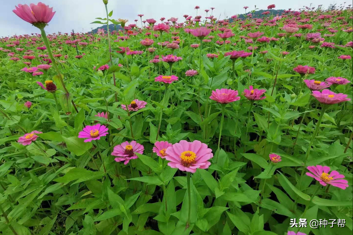 百日草為什麼稱作是「步步高」,百日草的種植方法和注意事項