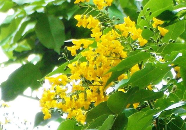 印度紫檀花期较短,但摇曳多姿,花团锦簇,其花型神似蝴蝶展翅,色橙黄