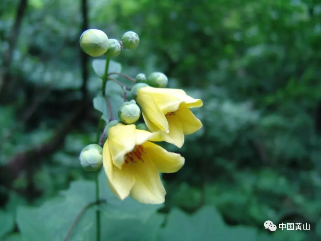 世界野生动植物日｜黄山，万物生灵繁衍生息的天堂